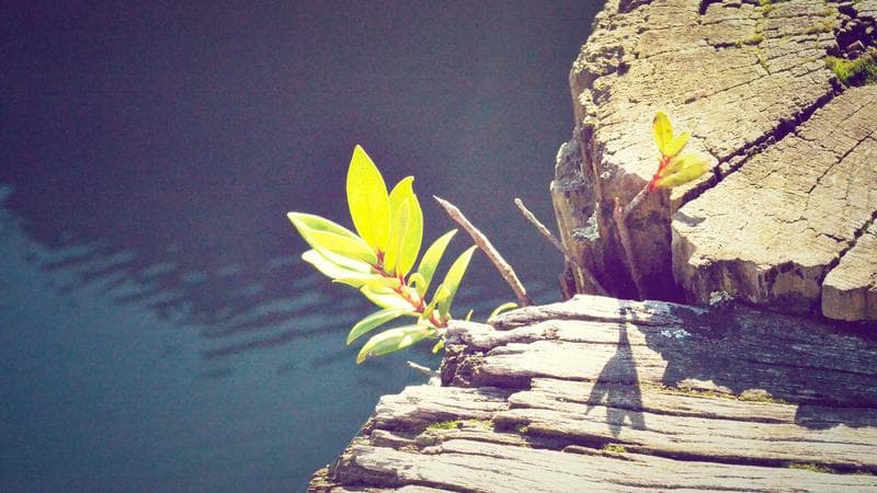 Surfer SEO vs Frase: optimización de contenido basada en datos